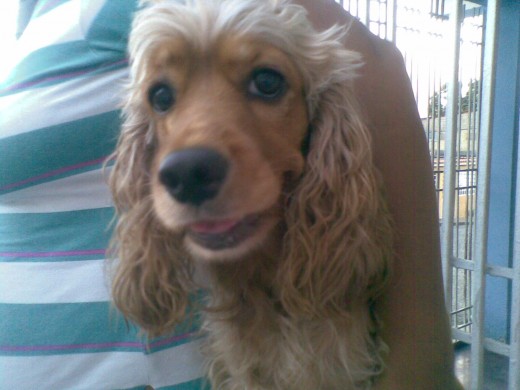 hola soy sparkie soy demasiado dulce naci el dia de santo domingo de guzman es por eso que le pido me proteja mi embarazo ya que estoy esperandoparto y tendre mi familia tengo 3 años y me adoran mucho en mi casa aunque no les dicho a mis dueños pero pienso parir sobre una cama .....jaja hola soy sparkie soy demasiado dulce naci el dia de santo domingo de guzman es por eso que le pido me proteja mi embarazo ya que estoy esperandoparto y tendre mi familia tengo 3 años y me adoran mucho en mi casa aunque no les dicho a mis dueños pero pienso parir sobre una cama .....jaja